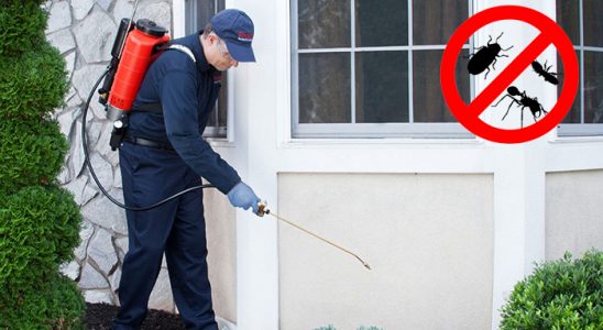 Gümüşpala Bit İlaçlama böcek ilaçlama ve haşere kontrolü — ilaclama-tr.com